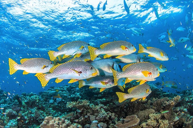 All Inclusive Great Barrier Reef Cruise w optional Scuba Diving - A barbecue lunch and a second reef session