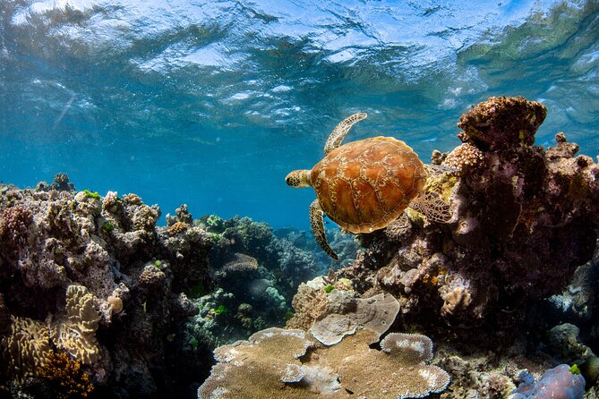All Inclusive Great Barrier Reef Cruise w optional Scuba Diving - The scuba setup and instructor support