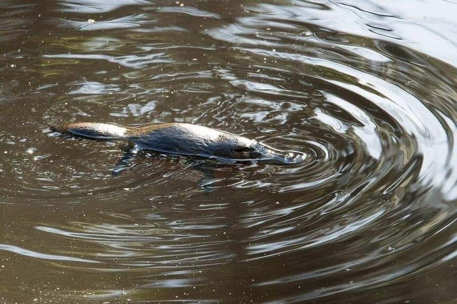 Atherton Tablelands: Lakes, Waterfalls, Rainforest Day Tour - Milla Milla Falls is made for photographs