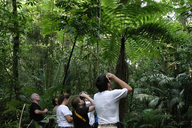 Atherton Tablelands Rain Forest by Night from Cairns - Five details that shape the experience