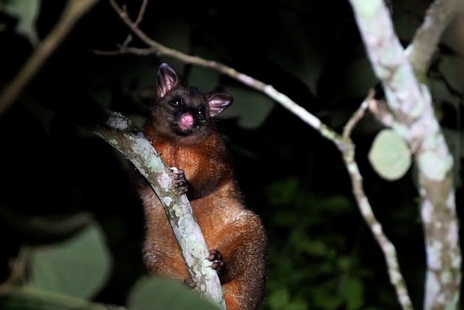 Atherton Tablelands Rain Forest by Night from Cairns - Platypus watching at the hour before night