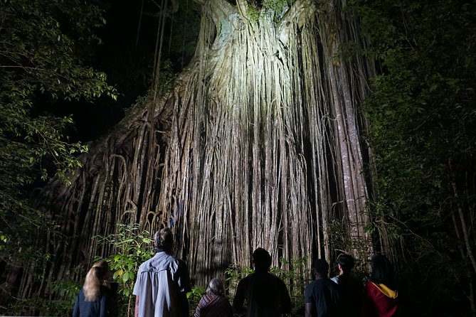 Atherton Tablelands Rain Forest by Night from Cairns - Dinner in Yungaburra adds more than a meal