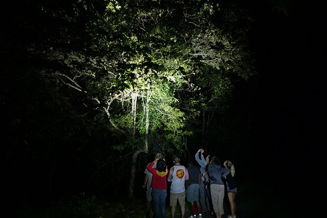 Atherton Tablelands Rain Forest by Night from Cairns - What the guides add to the outing
