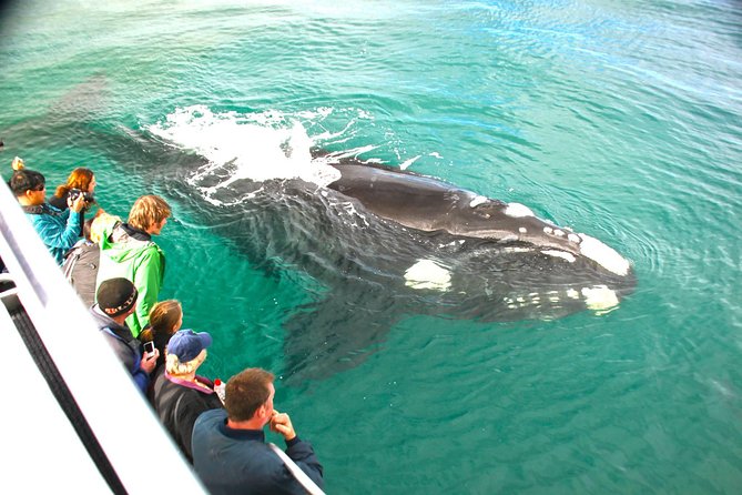Augusta Whale Watching Eco Tour - Leaving Augusta Boat Harbour for open water