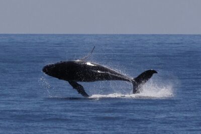 Augusta Whale Watching Eco Tour