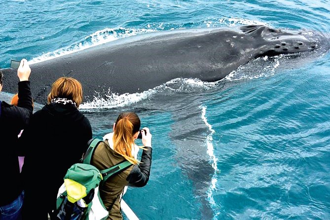 Augusta Whale Watching Eco Tour - How the crew improves the experience