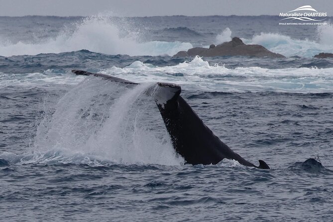 Augusta Whale Watching Eco Tour - Seasickness is the main practical concern