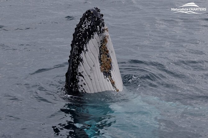 Augusta Whale Watching Eco Tour - Is $75.31 good value?