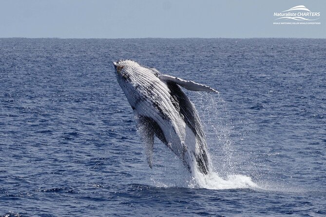Augusta Whale Watching Eco Tour - Weather, cancellation, and timing
