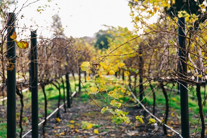 Australian Wine Discovery Tour Ticket - Add the Botanic Gardens to make a fuller outing