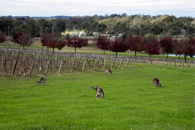 Award-Winning Hunter Valley Wine & Cheese Tour from Sydney - Lunch at Pokolbin, with a glass of wine