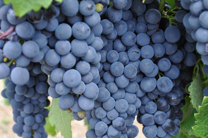 Barossa Valley Cellar Door Small Group Tour - Ubertas Wines and the boutique approach