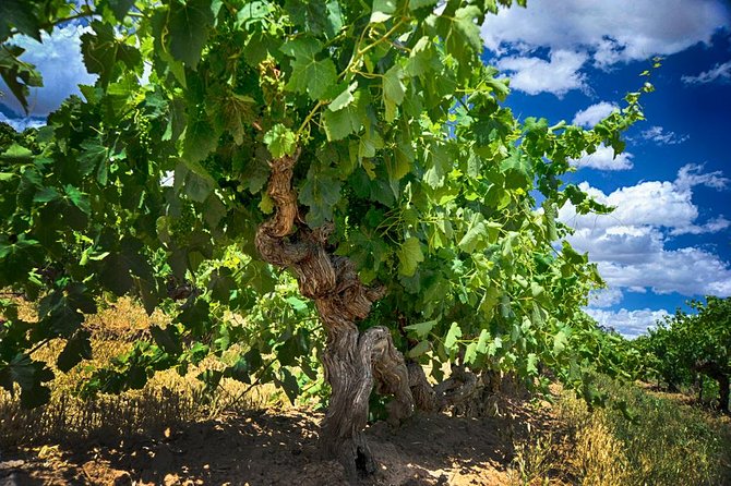 Barossa Valley Full-Day Tour - Maggie Beer Farm Shop shifts the focus to food
