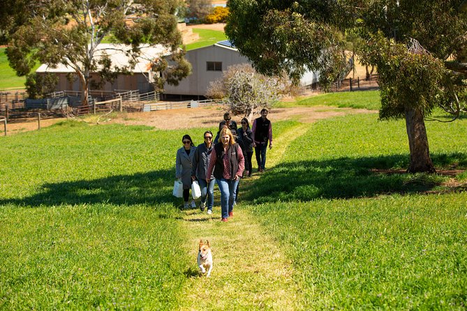 Barossa Wine Tasting shared tours - What the day feels like in practice