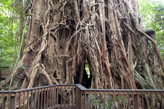 Barron Gorge and Kuranda National Park Half Day Rainforest and Waterfall 4WD Tour from Cairns - A fast route into Cairns’ rainforest country