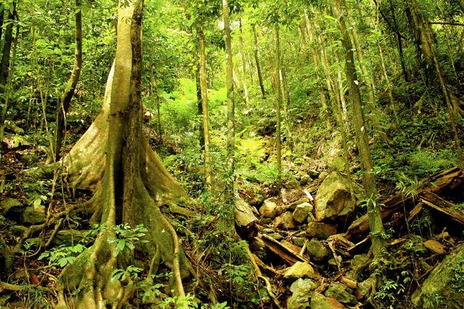 Barron Gorge and Kuranda National Park Half Day Rainforest and Waterfall 4WD Tour from Cairns - Is $131.97 a fair price?