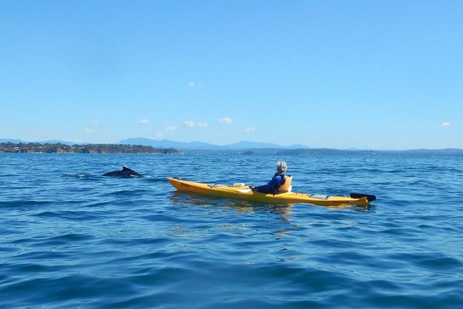 Batemans Bay Glass-Bottom Kayak Tour Over 2 Relaxing Hours - Batemans Marine Park: what you may see