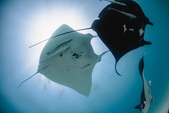 Best of Ningaloo Mantas and More - Why this Coral Bay snorkelling trip is more than a manta tour
