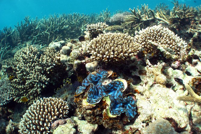 Best of Ningaloo Mantas and More - Coral, fish, and what you will see below the surface