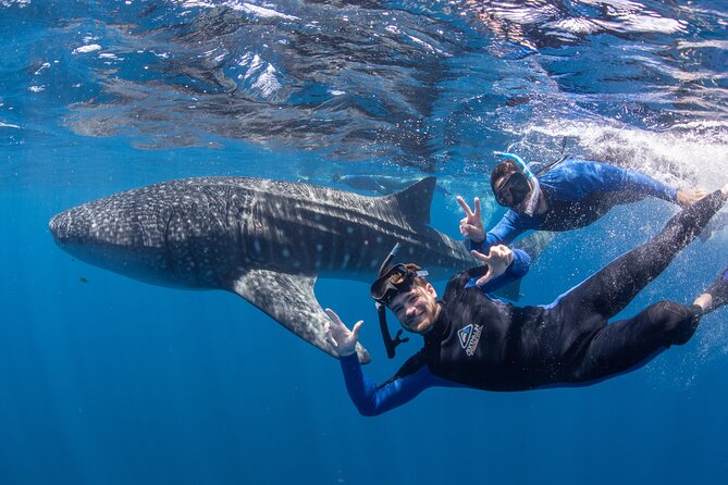 Best of Ningaloo Mantas and More - Fitness, comfort, and the realities of a long snorkelling day