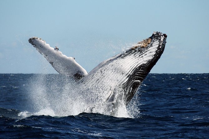 Best of Ningaloo Mantas and More - Who will enjoy this experience most?