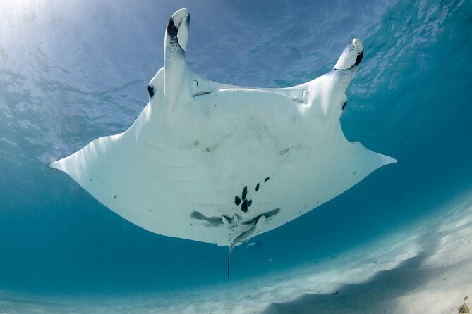Best of Ningaloo Mantas and More - Several reef sites make the seven hours worthwhile