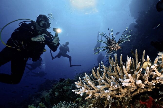 Blue Dive Private Guided Scuba Dive Cairns - What happens underwater with your guide