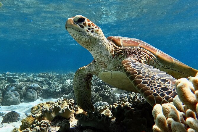 Blue Dive Private Guided Scuba Dive Cairns - Lunch, tea breaks, and time on the boat