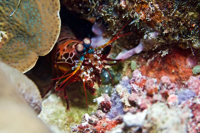 Blue Dive Private Guided Scuba Dive Cairns - The return trip and marine presentation
