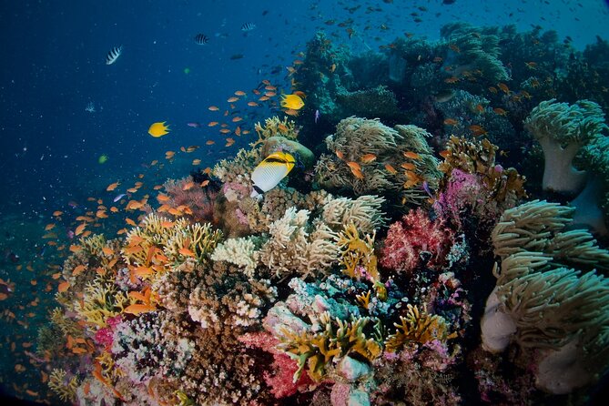 Blue Dive Private Guided Scuba Dive Cairns - What the $606.82 price really buys