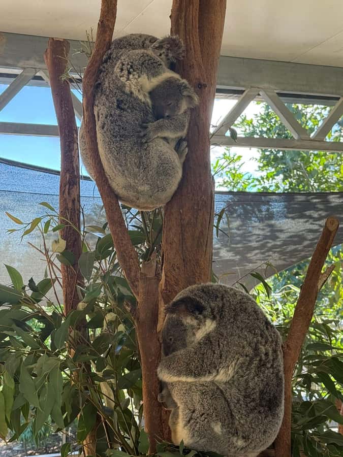Blue Mountain: Small-Group Tour with Lunch & Scenic World - Featherdale or Sydney Zoo: two different wildlife choices