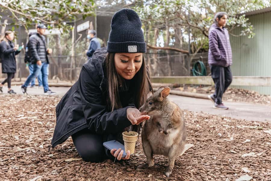 Blue Mountain: Small-Group Tour with Lunch & Scenic World - The early run to Scenic World