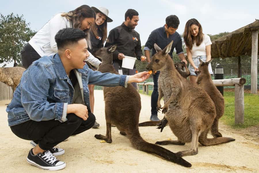 Blue Mountains Adventure: Scenic World, Zoo & Koala Photo - Three different rides at Scenic World
