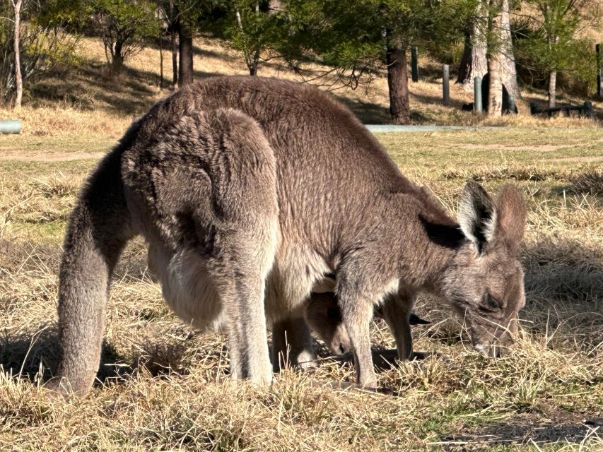 Blue Mountains: Full Day Guided Tour with Lunch - Practical booking advice for an easier day