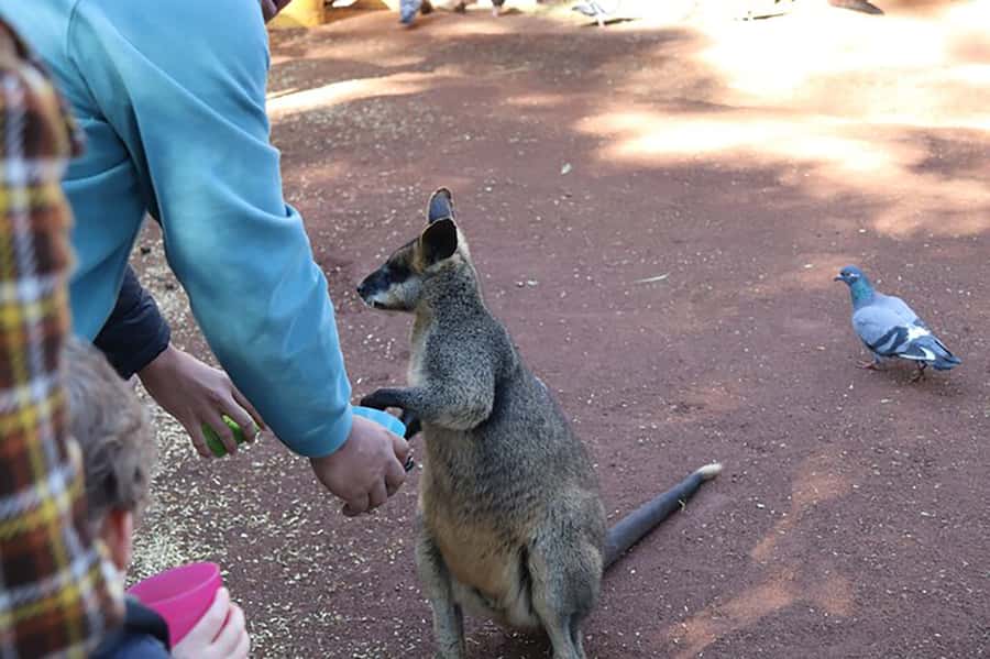Blue Mountains: Private Tour with Wildlife and River Cruise - Key points to know before booking