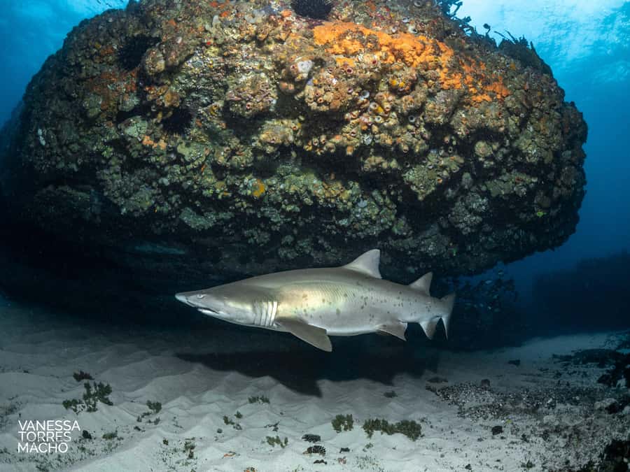 Bondi: Shark Dive at Bushrangers Bay for Certified Divers - Meeting at Bondi before the south-coast run