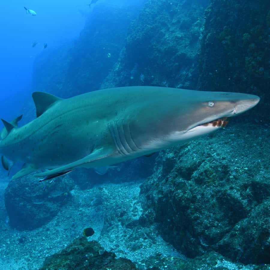 Bondi: Shark Dive at Bushrangers Bay for Certified Divers - The two-hour drive to Shellharbour
