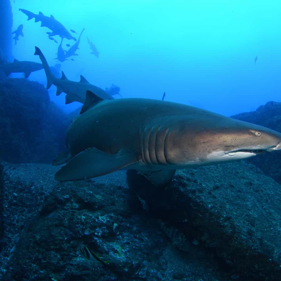 Bondi: Shark Dive at Bushrangers Bay for Certified Divers - First guided session, about 1.5 hours underwater