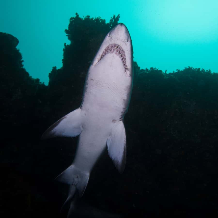Bondi: Shark Dive at Bushrangers Bay for Certified Divers - The one-hour break between sessions