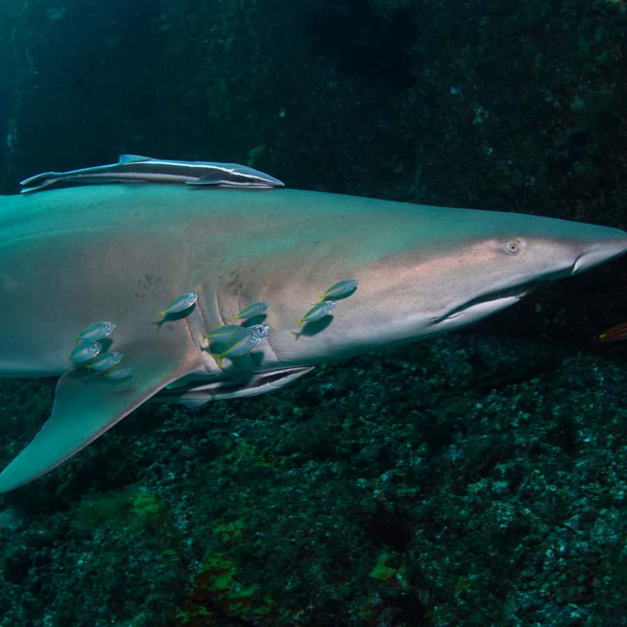 Bondi: Shark Dive at Bushrangers Bay for Certified Divers - Second guided session for another chance at sharks