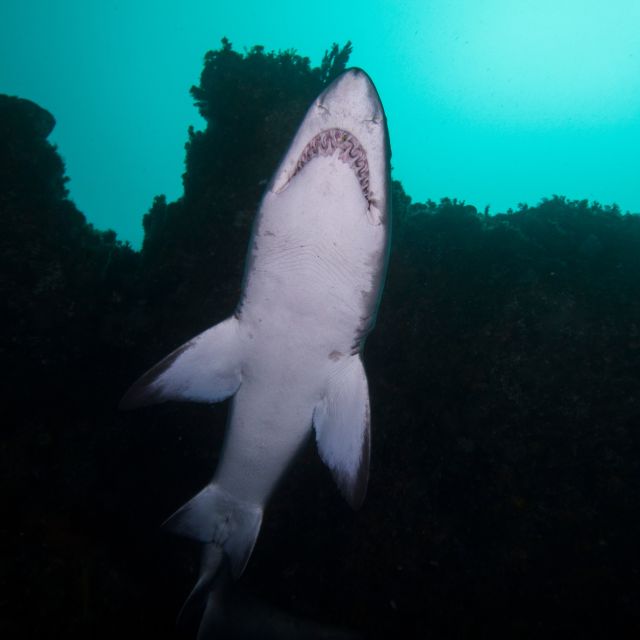 Bondi: Shark Dive at Bushrangers Bay for Certified Divers - What the $272 price covers