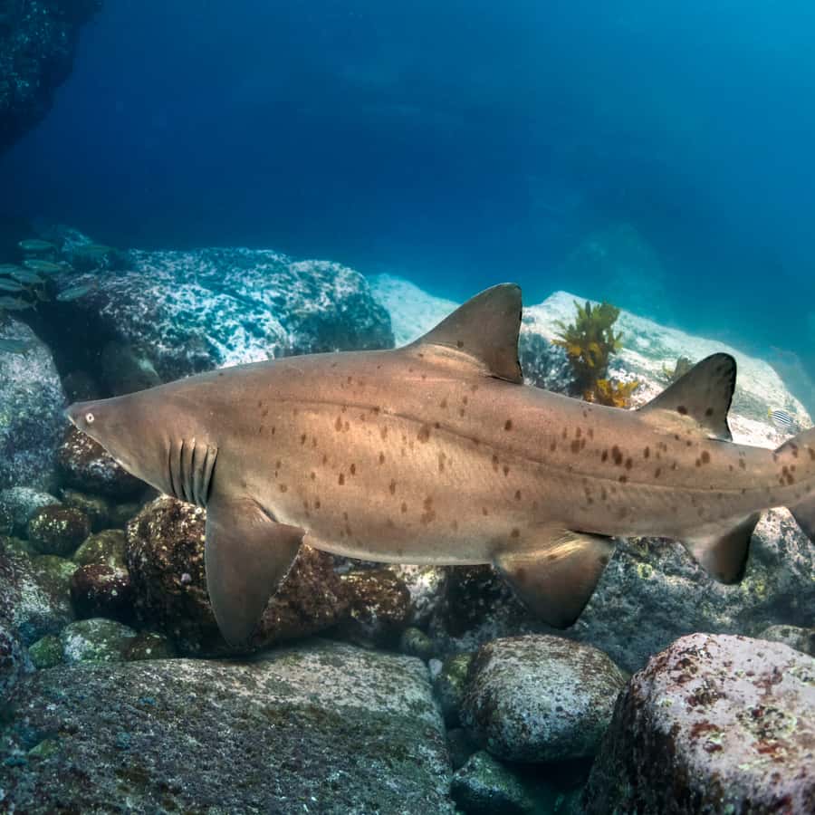 Bondi: Shark Dive at Bushrangers Bay for Certified Divers - Arriving at Bushrangers Bay