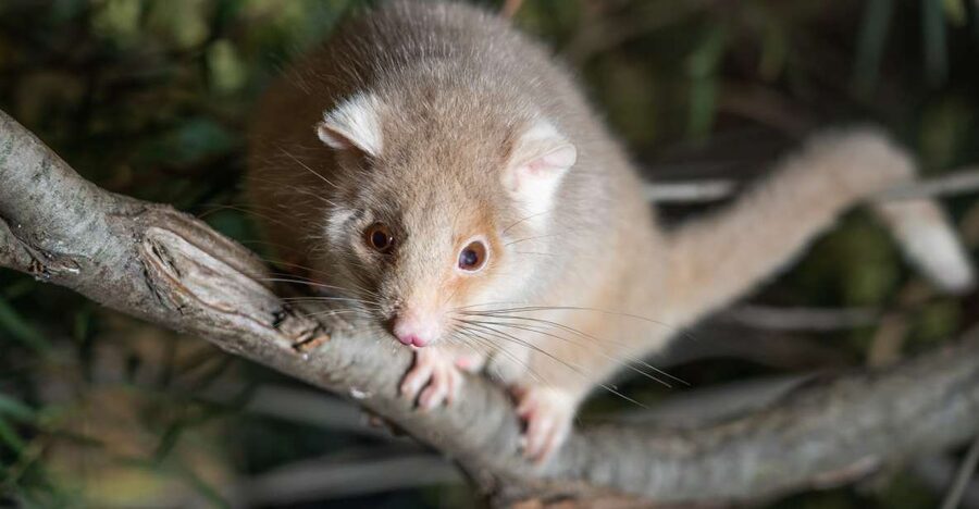 Bonorong Wildlife Sanctuary Guided Night Tour - Key points to know before booking