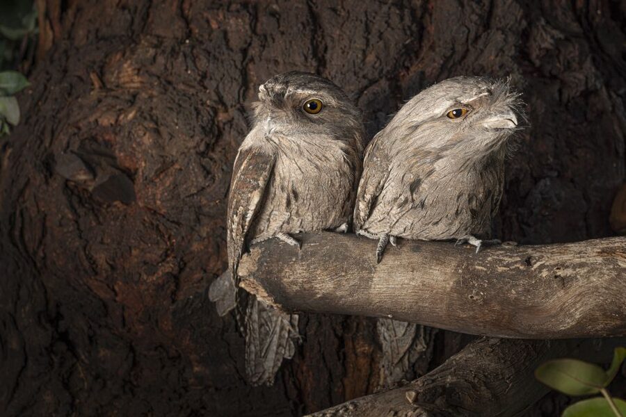 Bonorong Wildlife Sanctuary Guided Night Tour - Why Bonorong after dark feels different