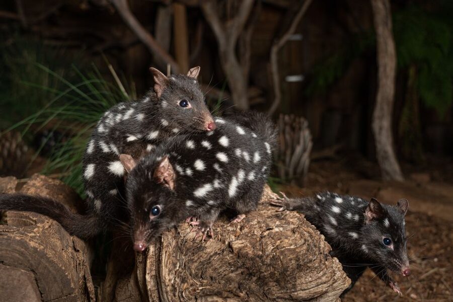 Bonorong Wildlife Sanctuary Guided Night Tour - Daytime animals get dinner first