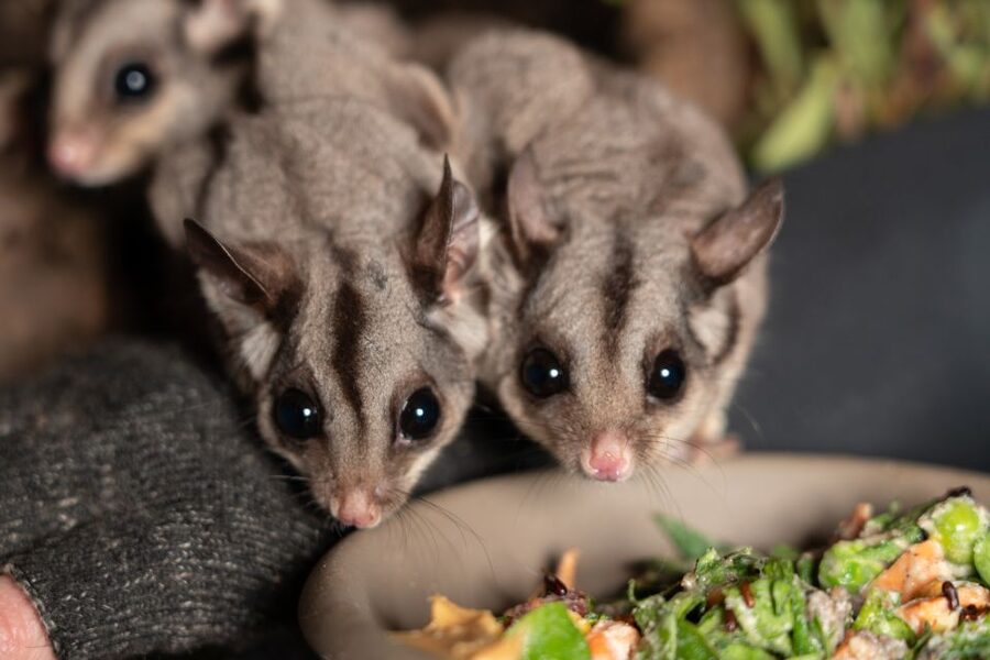 Bonorong Wildlife Sanctuary Guided Night Tour - Timing, clothing, and arrival advice