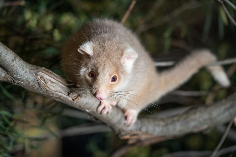 Bonorong Wildlife Sanctuary Guided Night Tour - A small group makes the feeding worthwhile