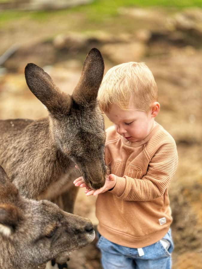 Bonorong Wildlife Sanctuary Half-Day Tour from Hobart - Key points at a glance