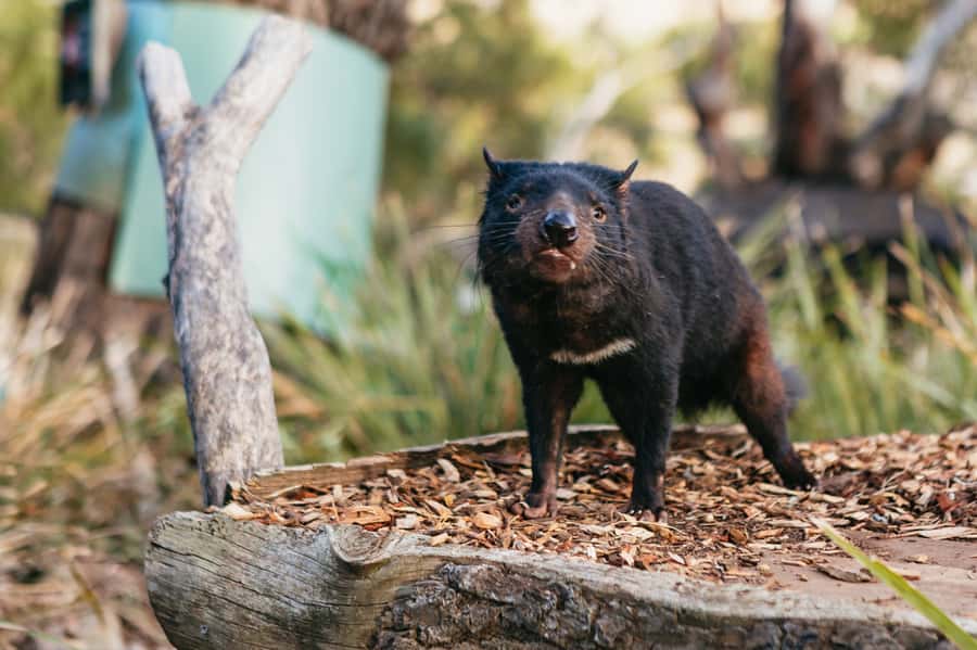 Bonorong Wildlife Sanctuary Half-Day Tour from Hobart - Final verdict: a strong half-day introduction to Tasmania