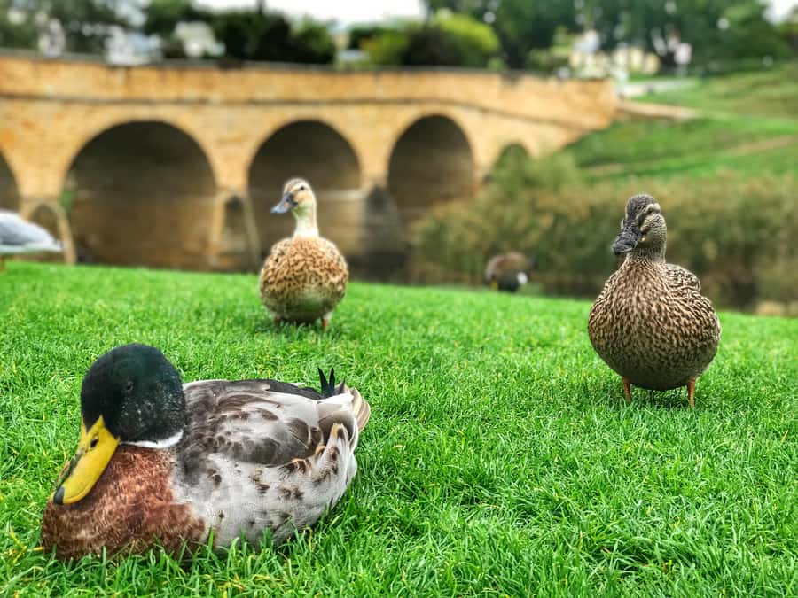 Bonorong Wildlife Sanctuary Half-Day Tour from Hobart - Richmond in 70 minutes